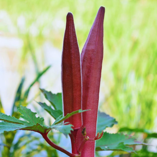 Set 2 of Okra Plants Live, Red Okra Live Plant, 4 Inc Potted, Vegetable Plants Live for Gardening Outdoor