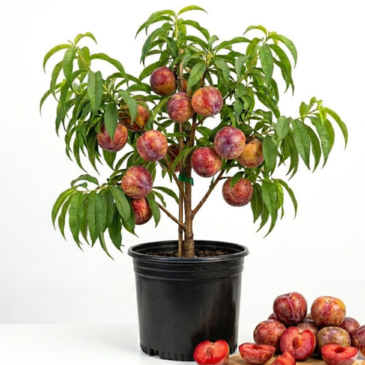 Live Flavor Pluot Tree Live Plant, Plum Apricot Plant, 3 Gallon Pot, Sweet Fruit for Home Garden Outdoor, No Ship to CA, 2-3 Ft Long