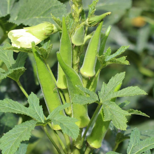 Set 2 Live Green Okra Plants, 4 to 6 Inches Tall, 4 Inches Pot, Okra Vegetable Plants Live Potted for Planting Outdoor