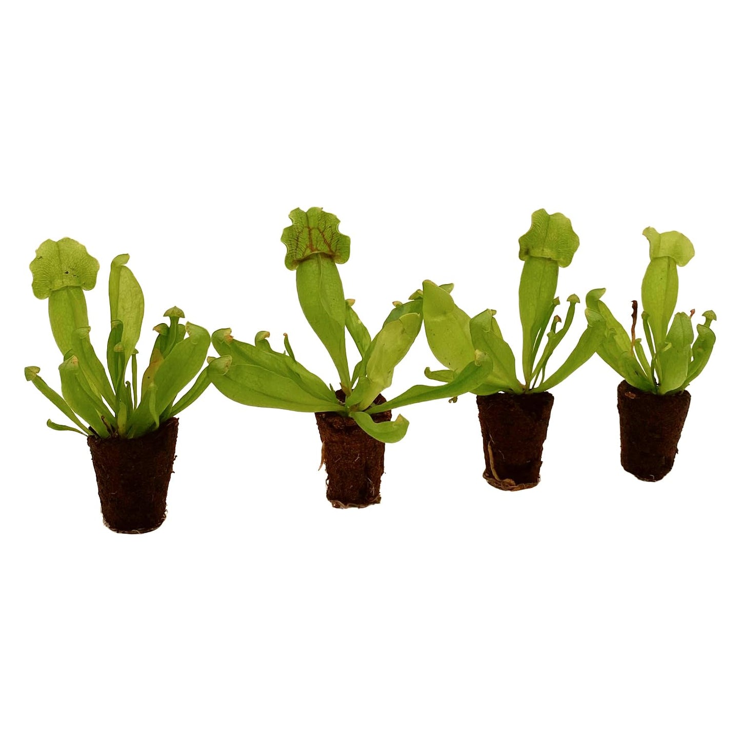 ragnaroc Sarracenia Purpurea SSP. Venosa 2-4" (Purple Pitcher Plant) 4ct – Live Plant for Indoor Outdoor Use, Carnivorous Plants – Live Arrival Guaranteed