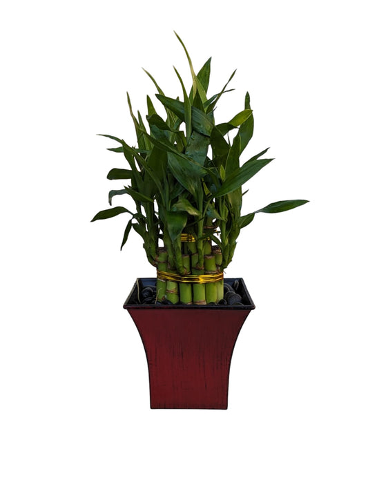 Live Lucky Bamboo Plant in Red Vase, 2 Tiers, 6" and 4" Stalks