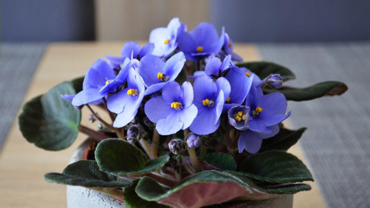 African Violets Live Plants Houseplants, Light Blue African Violet Flower 4 Inches Pot, Live African Violet Plant Indoor Ready to Grow Your Garden, African Violet Flowers