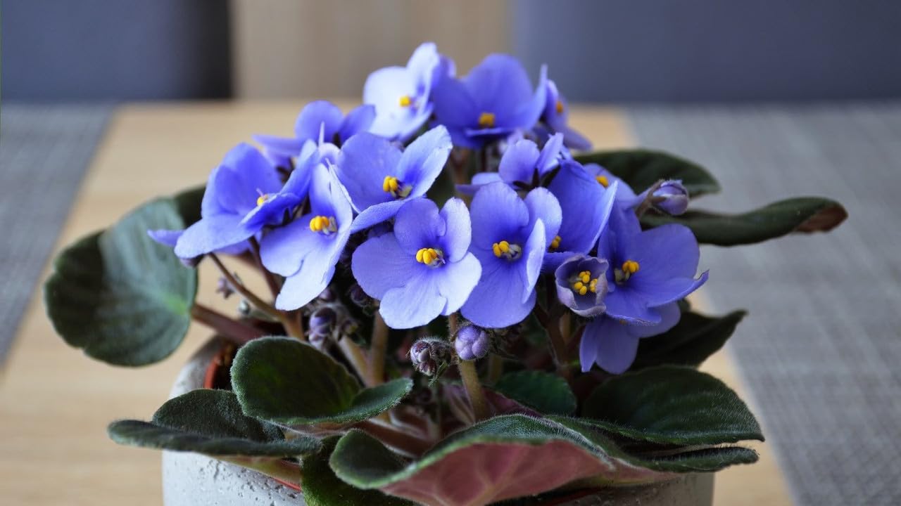 African Violets Live Plants Houseplants for Planting, Light Blue African Violet Flower 4 Inches Pot, Live African Violet Plant Indoor, African Violet Flowers