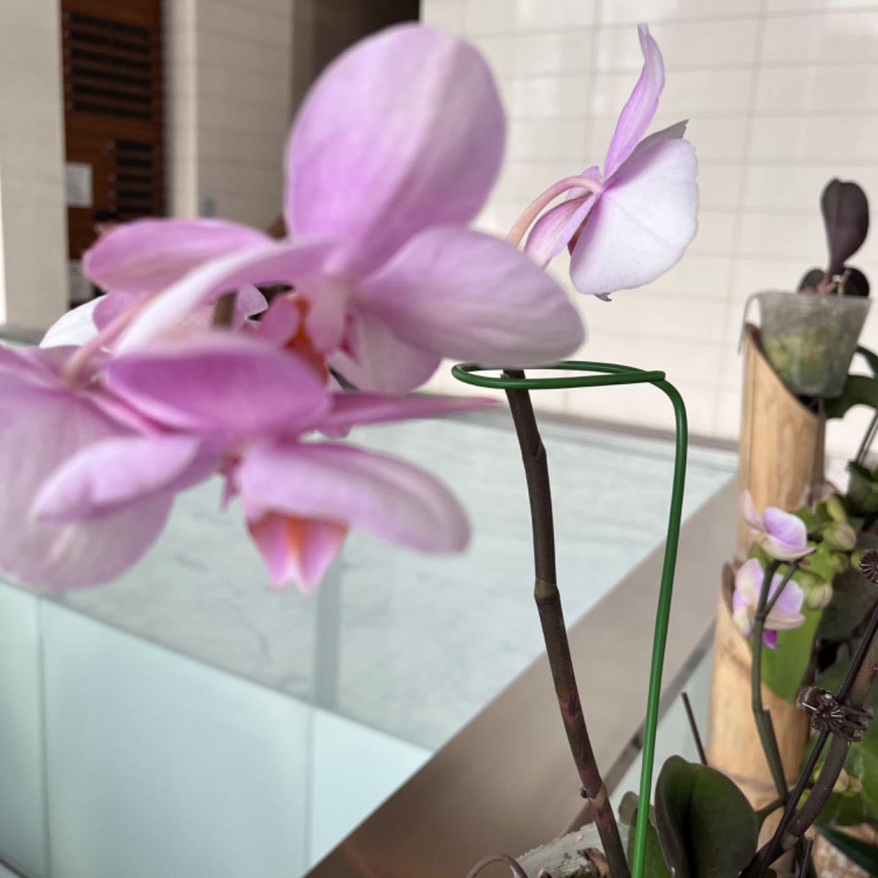 32 Inch Orchid Stakes Pack of 10, Plant Support Stake Bendable Plant Orchid Stick