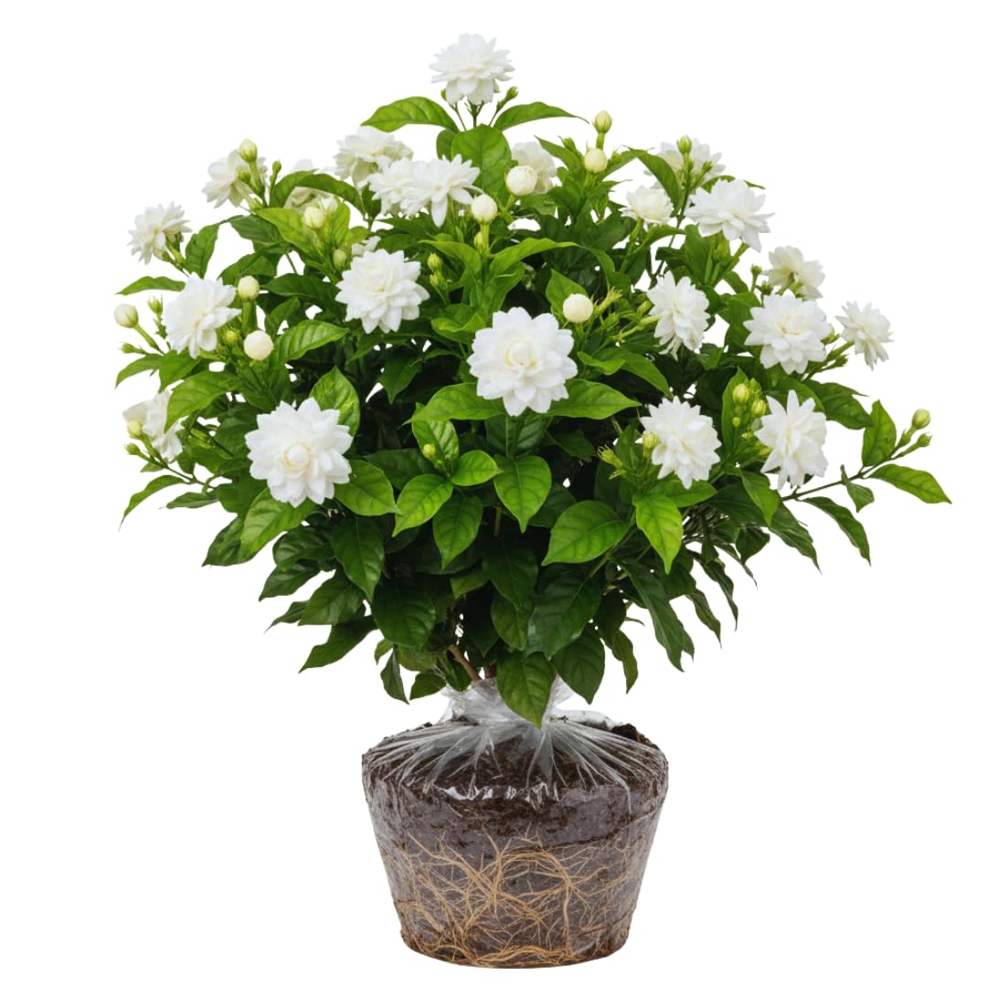 2 Maid of Orleans Arabian Jasmine Plants Live, 5 to 7 Inc Tall, Jasmine Plant Indoor Live Fragrant Flower Garden Outdoor Planting