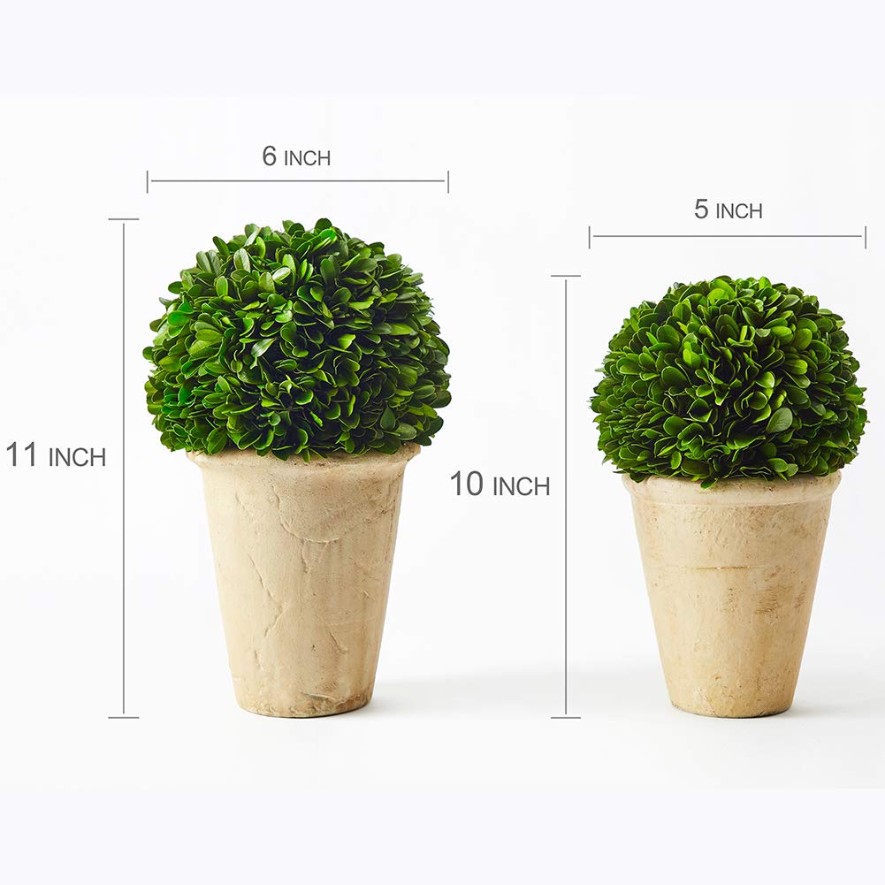 Real Preserved Boxwood Evergreen Potted Tree Globe Tree Topiary in Terracotta Planter, Home Hotel Office Decor Farmhouse (Boxwood Ball on Pot, 11 INCHES)