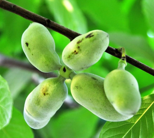 Live Plant - 2 Paw Paw Trees - 6-12" Tall - Indian Banana Plants - 4" Pots - Asimina triloba