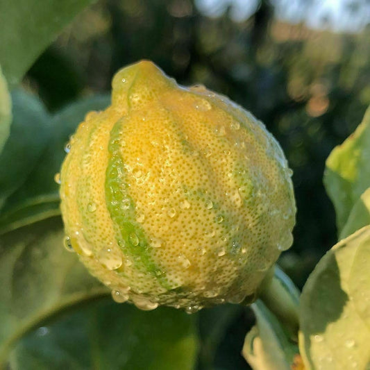 Live Plant - Pink Variegated Eureka Lemon Tree - Semi-Dwarf - 18-24" Tall - Live Citrus Plant