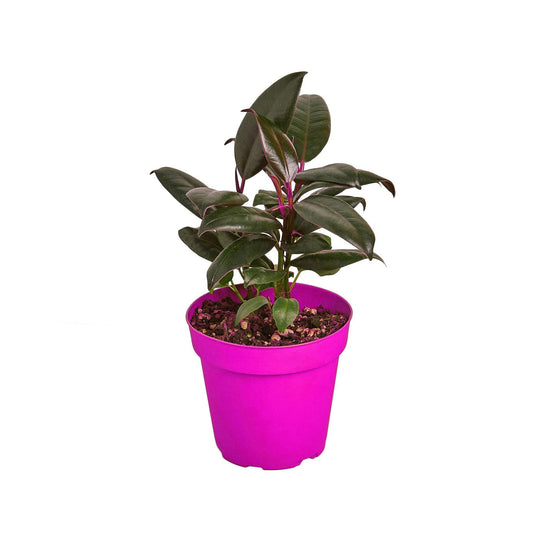 4 Pack Ficus Elastica 'Burgundy' - 6" Pot in 6in Pot - Live Tropical Houseplant - Easy to Grow | Air Purifying | Variegated | USA Growers | The Snobby Leaf