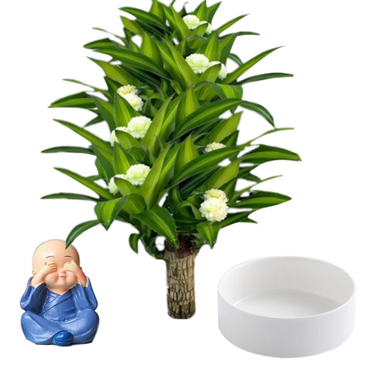 Brazilian Lucky Wood Plant,Brazilian Wood Doesn't Need to Wait to Sprout, Natural Air Cleaner, Suitable for Home Office Desk Decor (Dark Gray)