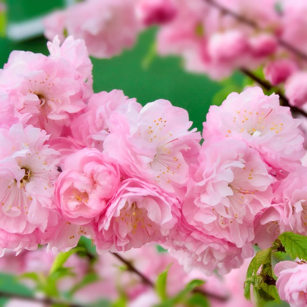 Flowering Almond Shrubs Trees Live Plants in Pot, Well-Rooted Fragrant Flowering Plum Bushes, 8-12 Inches Tall, Ornamental Tree for Outdoor Planting