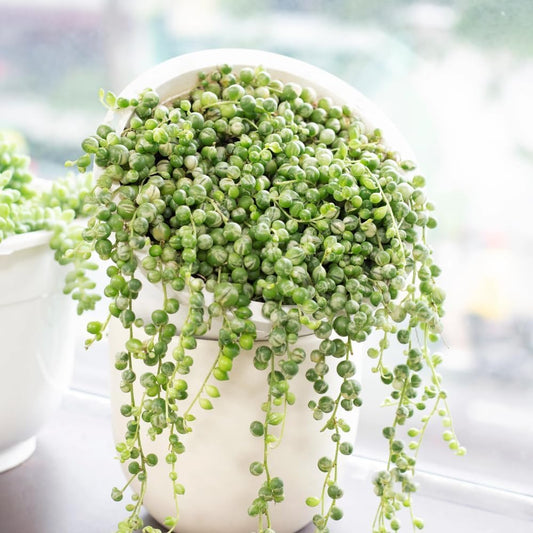 String Plant Live 4 Inch Pot, Rare Succulents Plants in Hanging Baskets, Trailing Succulent Houseplant for Home Office (Variegated String of Pearls)