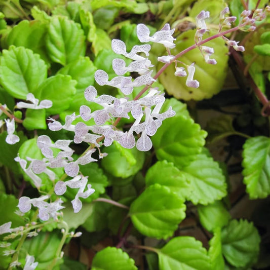 Pack 2 Swedish Ivy Plants Live Indoors in One Pot, Plectranthus Swedish Ivy House Plants, Live Swedish Ivy Vine, 4-6" Tall (Green Swedish Ivy)
