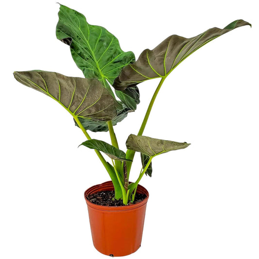 Tropical Plants of Florida Alocasia Regal Shields Live Plant 3 Gallon 10 Inch Nursery Pot, 26 to 32 Inch Tall Elephant Ear with Dark Green and Purple Foliage