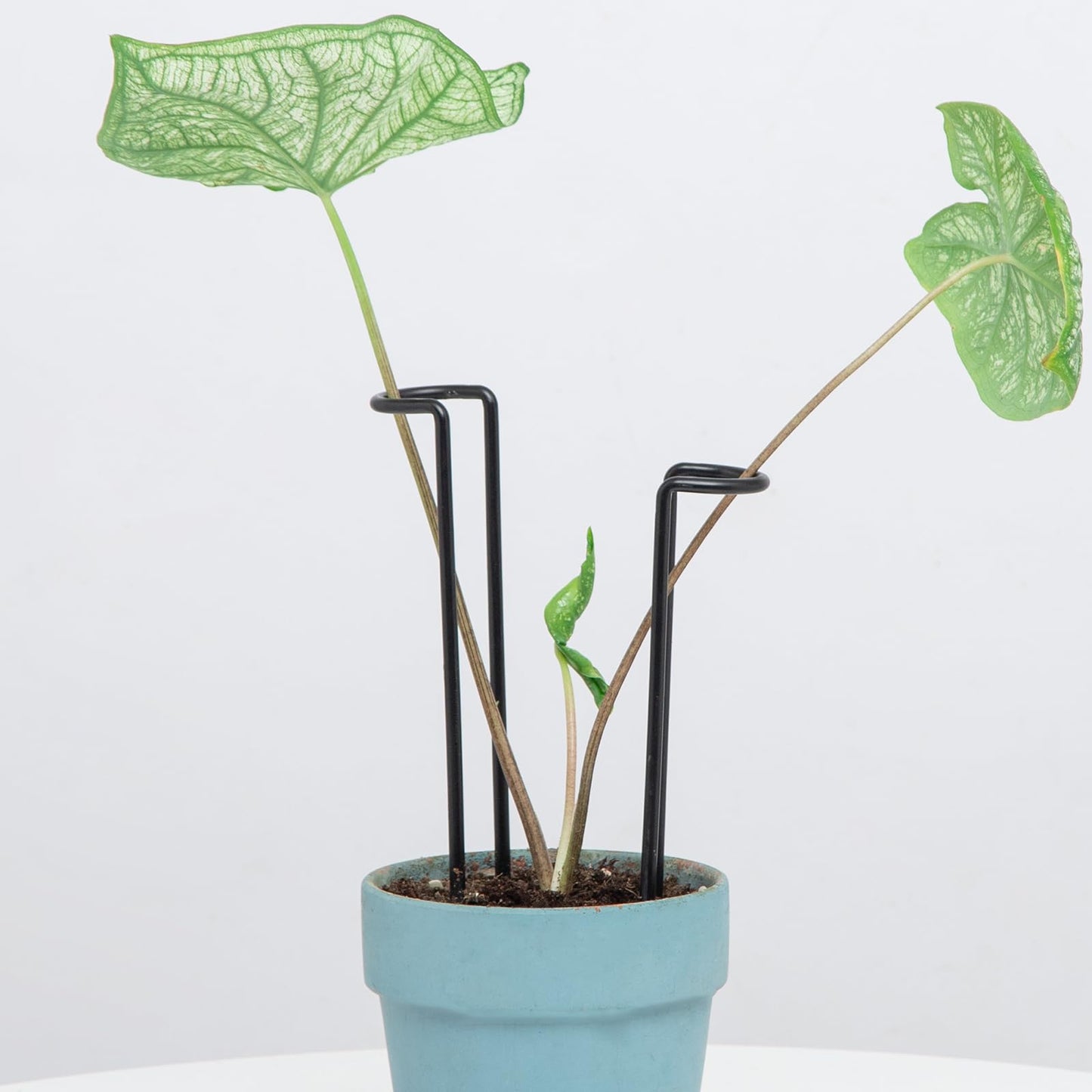 GOOOXIM 10 Pack Indoor Plant Support for Monstera Trellis Stakes and Stem Holder - Perfect for Small Indoor Plants, Desktop Gardens & Flower Shelf Use, Easy to Set Up and Efficient Support