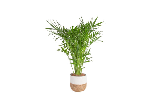 Costa Farms Cat Palm, Live Indoor Houseplant in Décor Planter, Tree-Like Floor House Plant Potted in Soil, Housewarming Gift for New Home, Living Room or Office Decor, Patio Decor, 3-4 Feet Tall