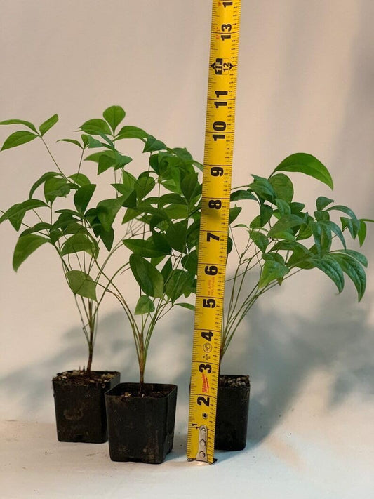 Live Plant - 2 Dwarf Nandina Firepower Shrubs, Heavenly Bamboo, 4-8" Tall Live Plants, 2" Pot