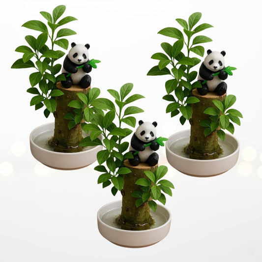Brazilian Willow Wood Plants Multipacks Mini Brazil Lucky Wood Kits: Trays, Lucky Trees, Pandas - Swelling Stage, About to Sprout, Perfect for Office Gift Exchange, Home, Office Decor (3 Whole Kits)