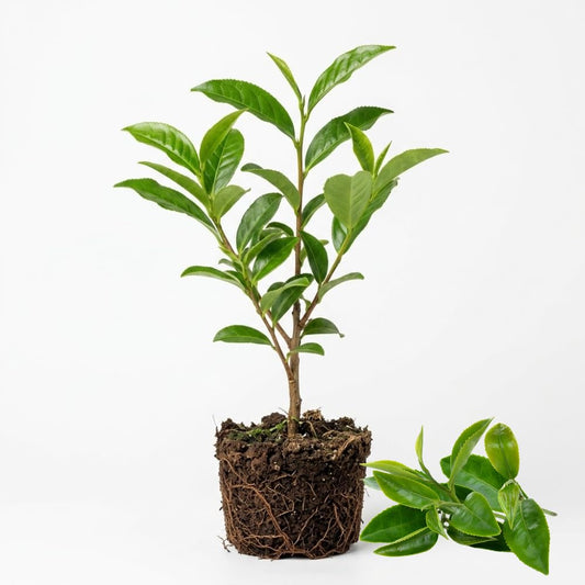 Camellia Sinensis Plant Live 4 Inch Tall | Evergreen Tea Plant | Ideal for Patio Containers, Garden Beds, Hedge Planting & Landscape Use