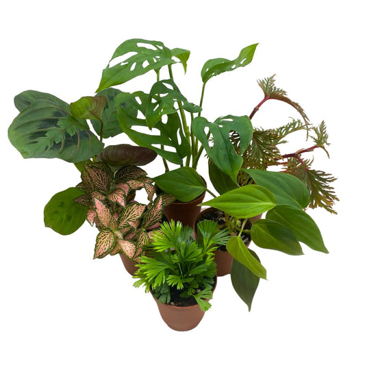 BubbleBlooms Premium Foliage Assortment, Colorful Plant Set, 6 Different House Plants, in 2 inch pots