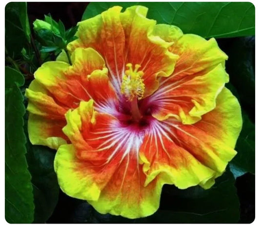 Live Plant - Small Rooted Exotic Tropical Hibiscus Starter Plant
