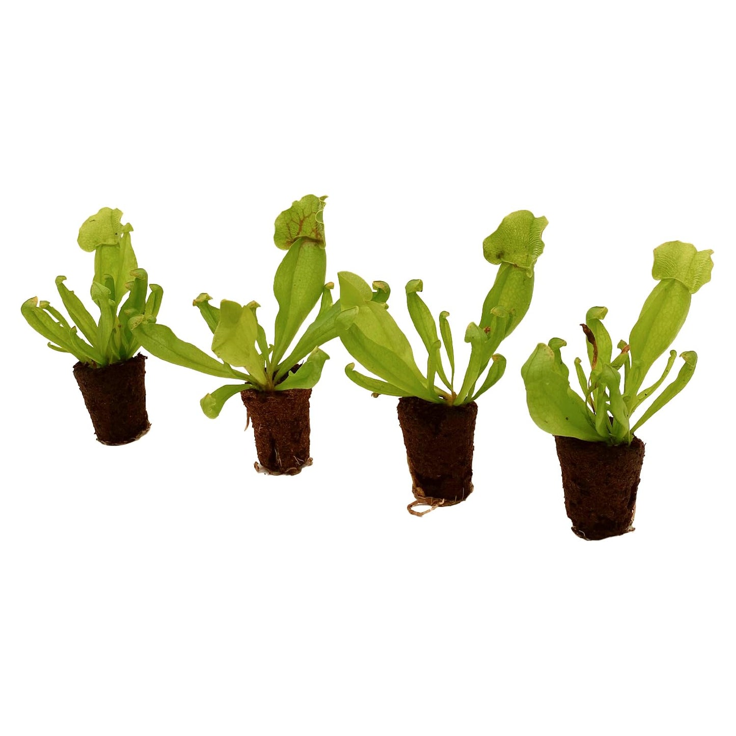 ragnaroc Sarracenia Purpurea SSP. Venosa 2-4" (Purple Pitcher Plant) 2ct – Live Plant for Indoor Outdoor Use, Carnivorous Plants – Live Arrival Guaranteed