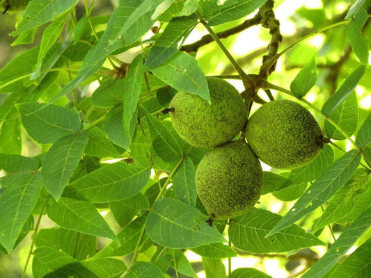 Black Walnut Tree 10-14" Tall Live Plant in a 4" Pot