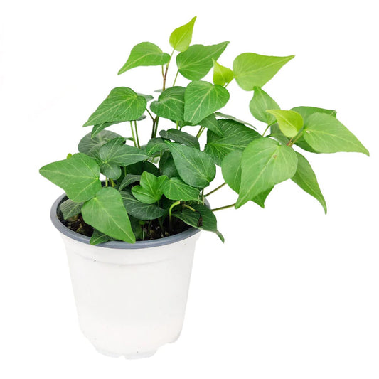 Green Ivy Plant - Heart-Shaped Green Leaves Houseplant for Home Decoration - Air Purifying, Easy to Grow Houseplant (Grower Pot, 4 inch)