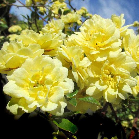 Heirloom Climbing Roses, Live Own Root Plant for Outdoor Garden, Lady Banks, Moderately Fragrant, Hardiness Zones 6-9, Once Blooming