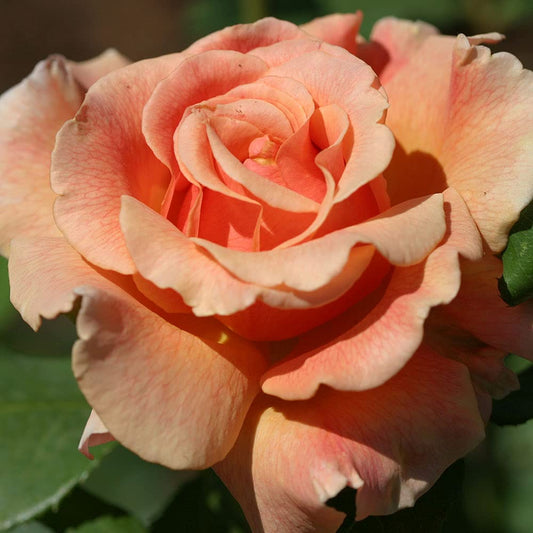 Heirloom Roses Rose Plant - Fragrant Dream Apricot Rose Bush, Hybrid Tea Live Plant for Planting Outdoors