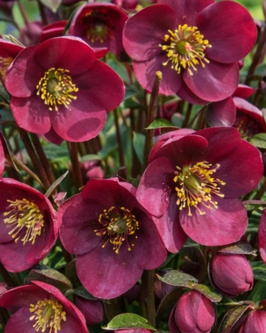 Perennial Farm Marketplace Helleborus Frostkiss® Vibey Velvet™ (Lenten Rose) Live Perennial, Size-#1 Container, Deep Red Winter to Early Spring Flowers with Marbled Evergreen Foliage, Deer Resistant