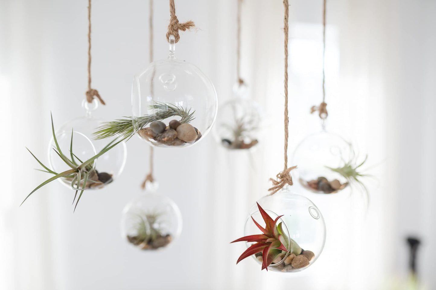 Air Plant Shop Fully Assembled Air Plant Cork Bark Displays - Wholesale and Bulk - Succulents - Live Tillandsia - Easy Care Indoor and Outdoor House Plants (Chunk)