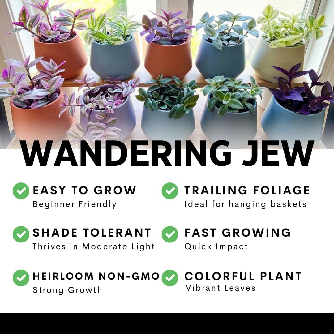 4 Pale Puma Wandering Jew Cuttings to Grow - Tradescantia pallida