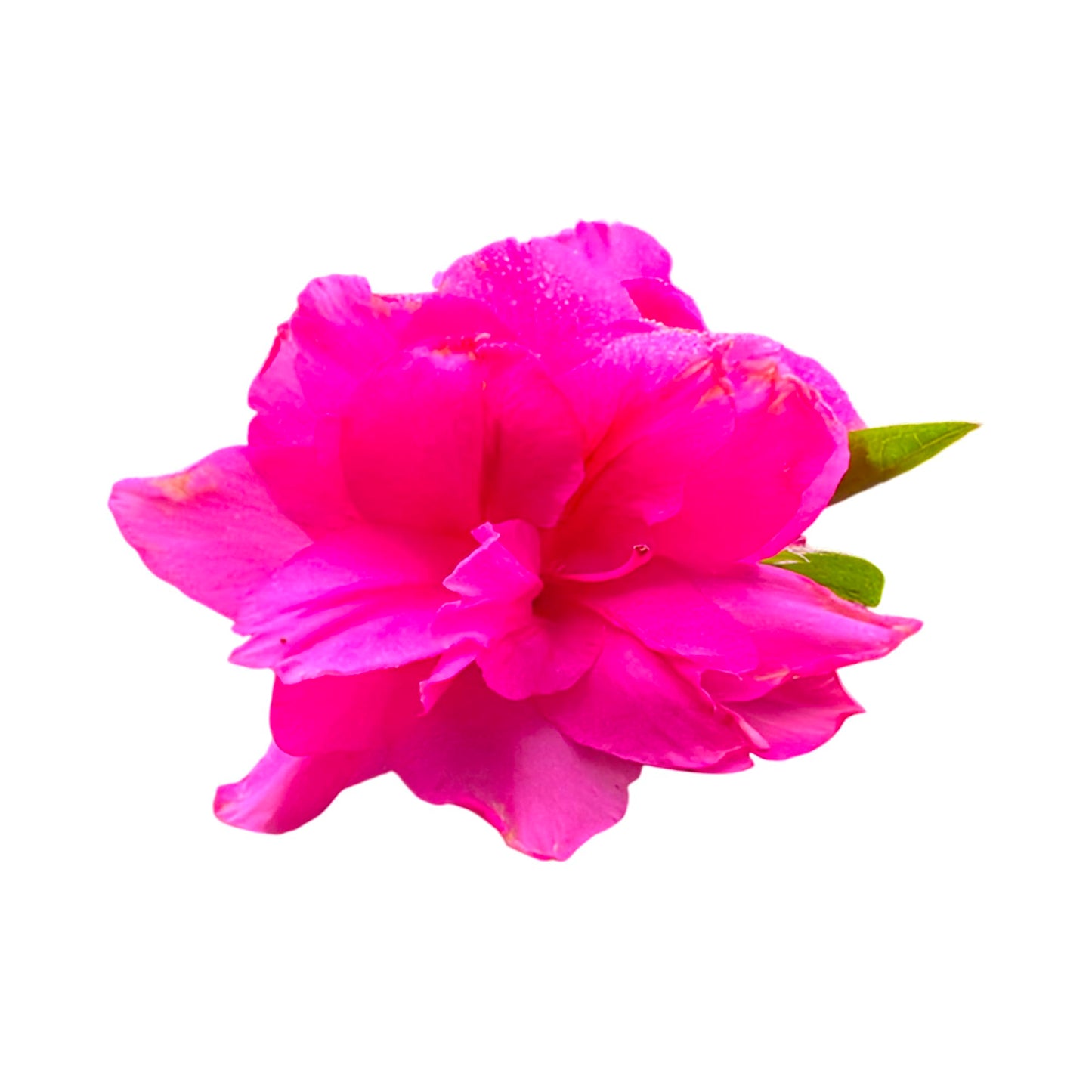 Autumn Carnation Pink Encore Azalea – Reblooming Evergreen Shrub with Double Pink Flowers, Hardy Landscape and Container Plant(1 Gallon/Potted/Single Plant)