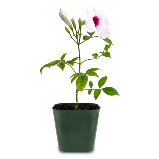 My Shelfie - Pink Bower Flower Vine, Pink Plant Vine for Trellises, Railings, Balconies, and More, 5-6 Inches Tall Live Plants in 2-Inch Pot, Outdoor Plant for USDA Zones 9-11