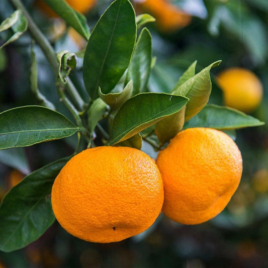 Live Plant - Calamondin/Calamansi Orange Tree - 26-30" Tall Live Plant, Gal Pot, Citrus mitis