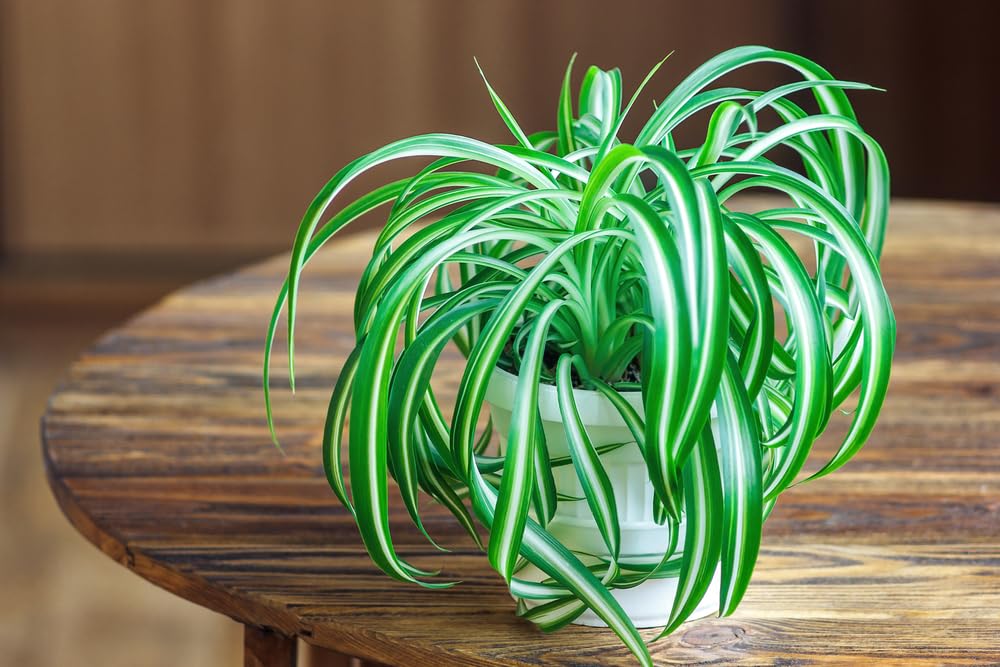 3 Pack Spider Plants in 2 Inch Starter Pot - Well Rooted, Easy to Grow Indoor Plant