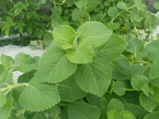 Live Cuban Oregano Plants, 5-7 Inches, Mexican Mint Spanish Thyme, Set of 2, Perennial Garden Ready