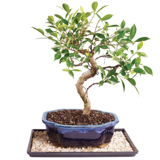 Brussel's Bonsai - Live Golden Gate Ficus Bonsai Tree with Ceramic Bonsai Pot & Humidity Tray, Indoor Bonsai Plant, 10 Years Old, 16-20 Inches Tall, Easy Care Houseplant for Home or Office (Large)