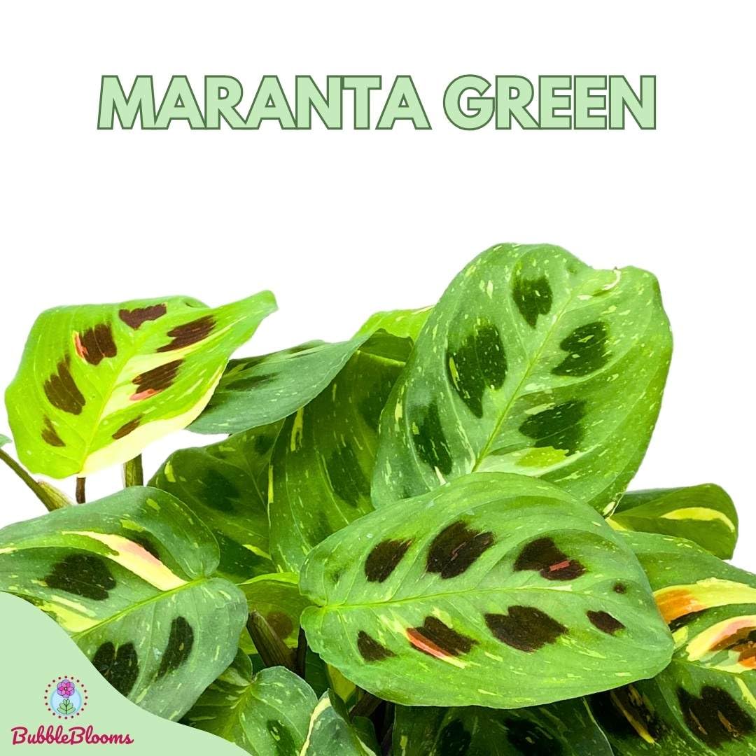 BubbleBlooms Maranta Green, 4 inch Rabbit Tracks, Kerchoveana Leuconeura Green Prayer Plant