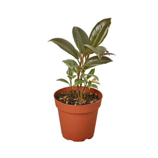 Ficus Elastica 'Tineke' | Live Plant for Indoor & Outdoor | for Living Room, Office, Bathroom | (4" Pot)