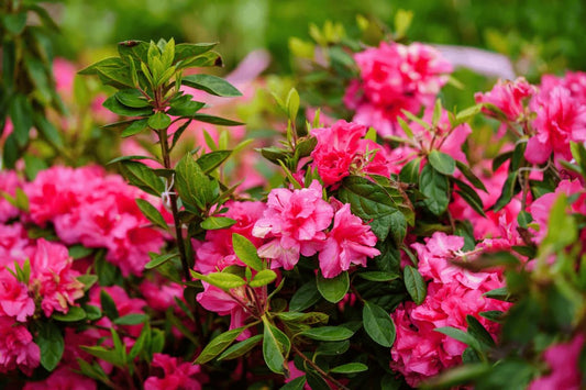Autumn Rouge Azalea, Pink Flowering Shrub, Evergreen Garden Plant (3 Gallon/Potted/Set of Two)