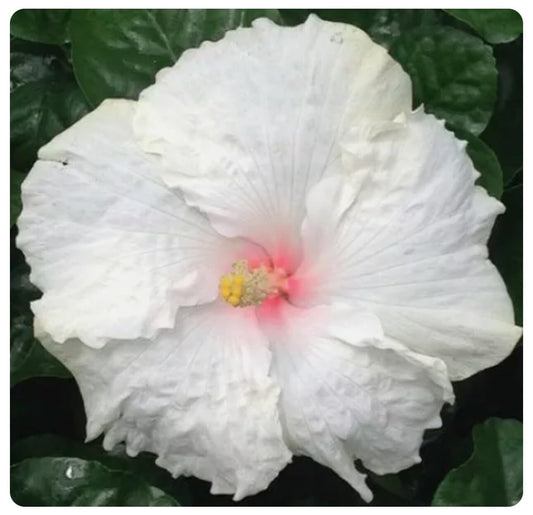 Live Plant - Whipped Cream-Small Rooted Exotic Tropical Hibiscus Starter Plant