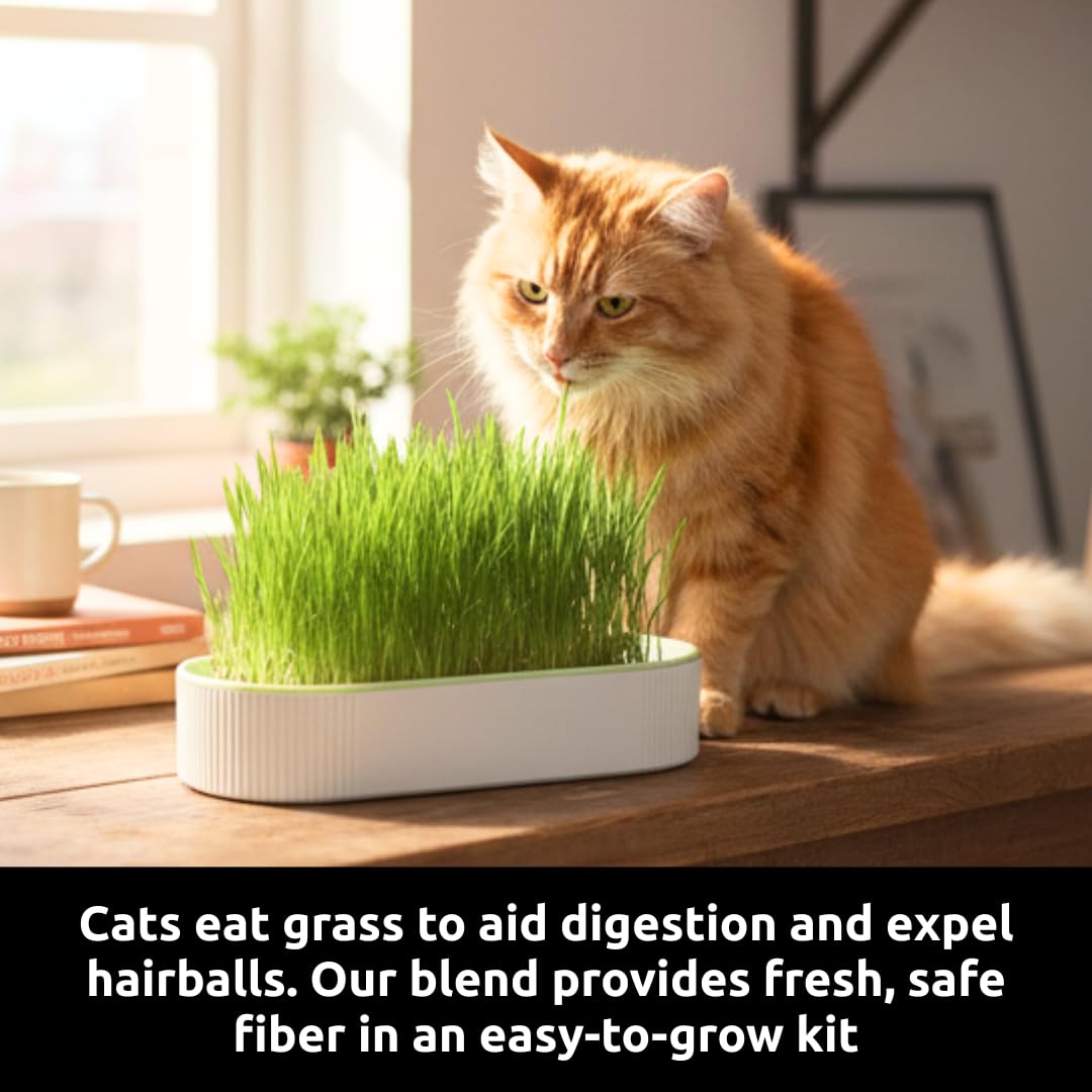Hydroponic Cat Grass Grow Kit for Indoor Cats - Cat Lover Gift - New Pet Present - Grow Container and 2 Oz Cat Grass Non-GMO Seeds - No Soil or Tools Needed - Modern Look - Loved by Pets