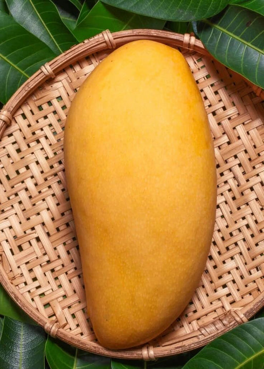 Live Plant - Grafted (Mallika) Mango 1'-3'