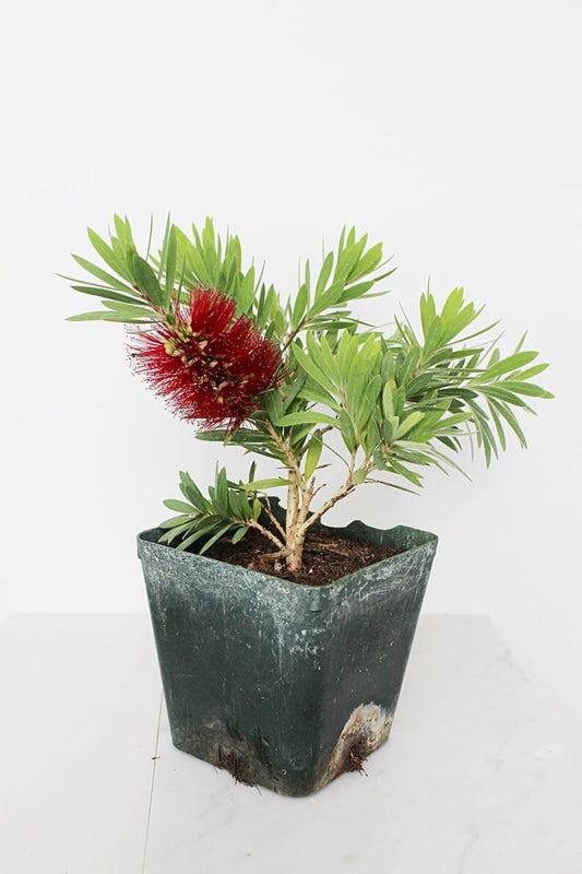 My Shelfie – Weeping Red Bottlebrush Plant (Callistemon viminalis ‘Little John’), 4-Inch Live Evergreen Shrub, Flowering Plant for Outdoor Landscape and Pollinator Gardens, USDA Zone 8-11 (1)