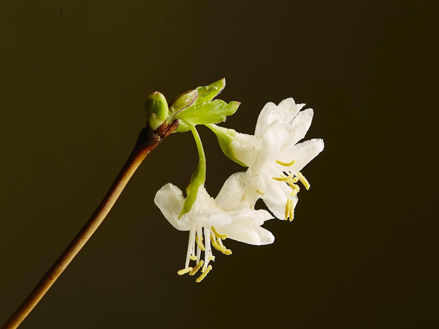 Greenwood Nursery: Live Shrub Plants - Winter Honeysuckle + Lonicera Fragrantissima - [Qty: 5X 3.5 Pots] - (Click for Other Available Plants/Quantities)