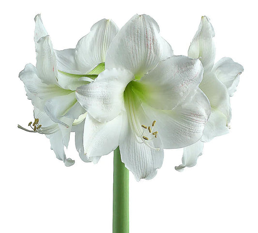 Stella Maris Amaryllis Bulb - Bare Root - Stunning White Blooms with Slightly Ruffled Petals - Easy to Grow Indoor or Outdoor Flowering Plant