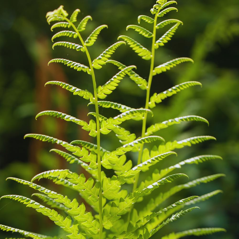5 Roots of Ostrich Fern, Fern Plants Live, Live Fern Plants, Fern Plant Seedlings, Fern Rhizomes for Planting, 5 Roots