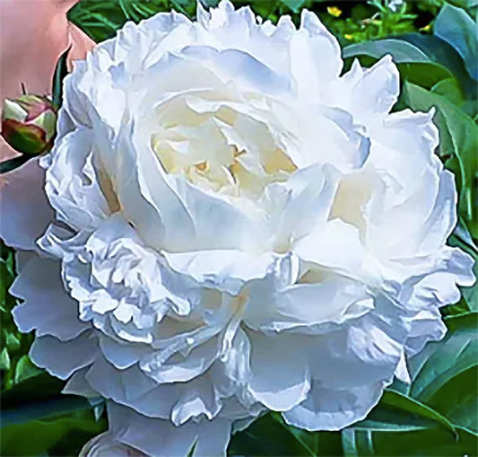 Duchess De Nemours Double White Peony Bulbs - Bare Root 3-5 Eyes, Delightful Fragrance | Peony Plants for Planting Outdoors